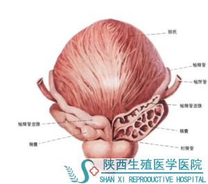 前列腺增生的早期癥狀