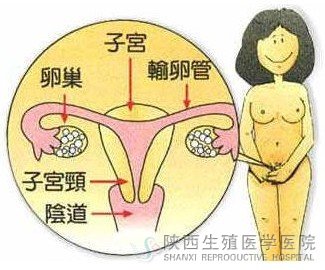 老醫(yī)協(xié)婦科談:為什么要做婦科體檢
