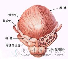 �����侫��Ӱ����������᣿