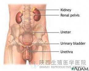 �����·��Ⱦ����Ѫ��