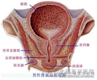 前列腺炎影響懷孕嗎?