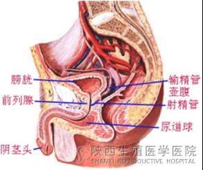 �������Ի��С�ļ���ǰ�����׵��u��